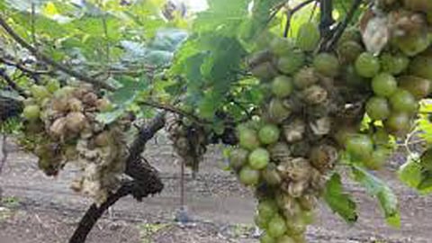 unseasonal rain, nashik, grapes farming, grapes grovers