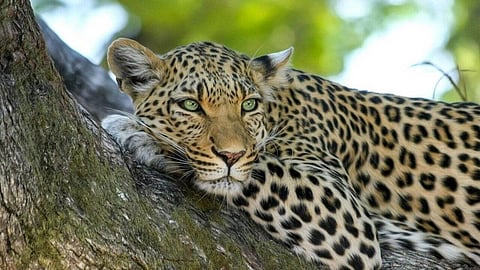 Sangli News, Leopard