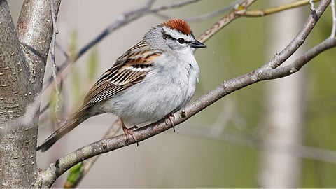 World Sparrow Day 2023
