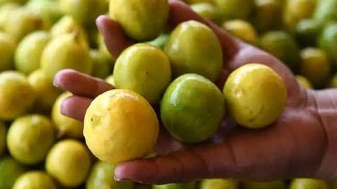 Lemon Price