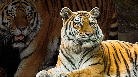 Bhandara Tiger Death News
