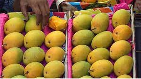 Hapus Mango