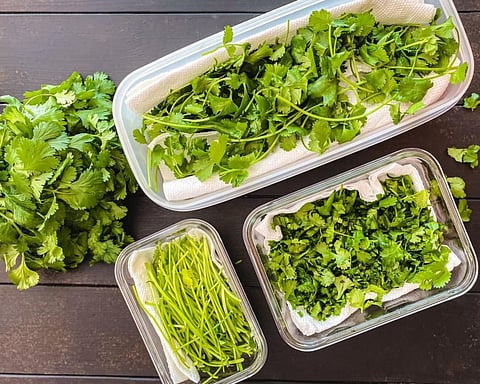 Coriander Fresh
