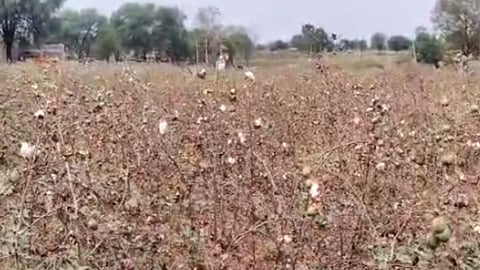 Cotton Price