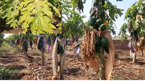 Nandurbar News Papaya Crop