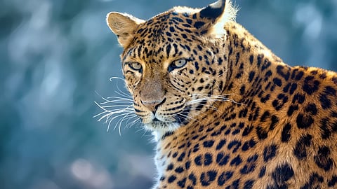 Nashik Leoprad News