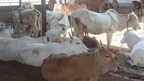 Animal care in summer