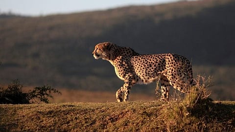 Kuno cheetah Rescued: कुनोतून फरार झालेल्या चित्त्यांबद्दल समोर आली मोठी अपडेट, एक जेरबंद तर दुसरा...