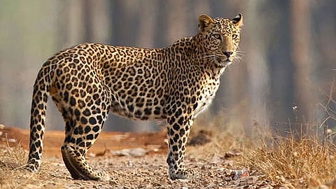 Cheetah Death