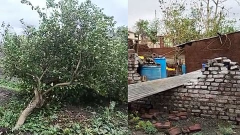 Maharashtra Unseasonal Rain