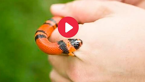 Snake Bites Wife