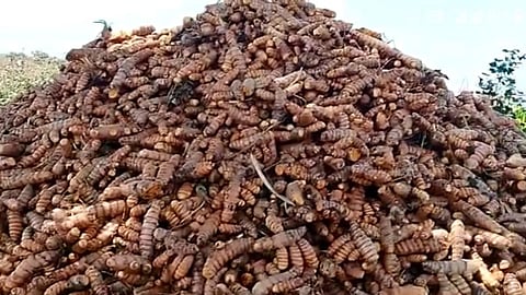 Hemant Adalkar, Parbhani, Turmeric, Farmers, Selu