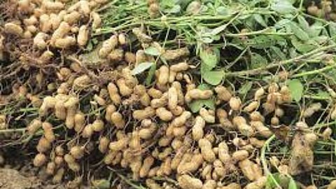 Nanded News Groundnuts