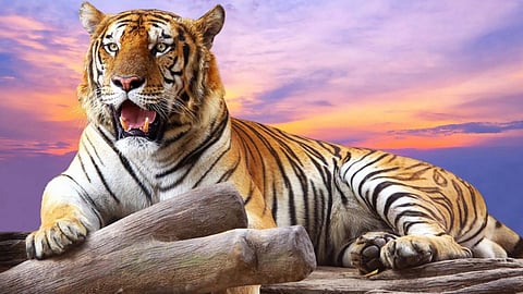 tiger, chandrapur, tadoba tiger reserve,