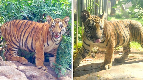 Mumbai Zoo Tigres's Calf