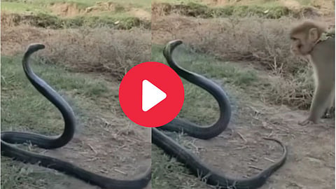 Viral video