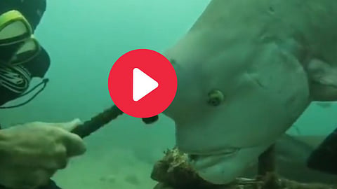Fish Viral Video