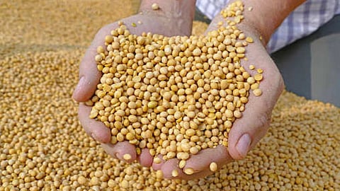 soyabean price hike in parbhani and yavatmal