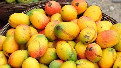 Hapus Amba, Ratnagiri, Mumbai, APMC Market