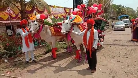 Sangli News Marriage
