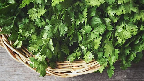 Coriander, Pune Mandai