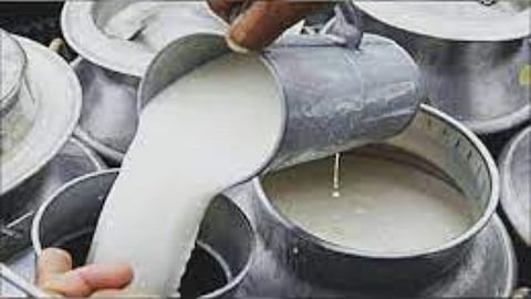 Solapur News Milk Price