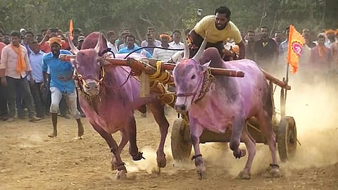 bailgada sharyat, bullock cart race
