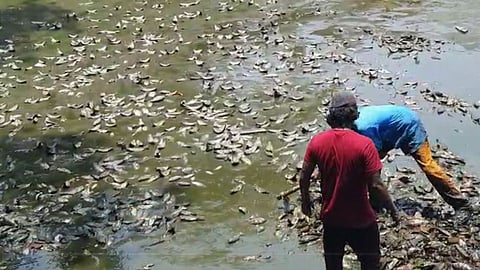 fish died due to polluted water