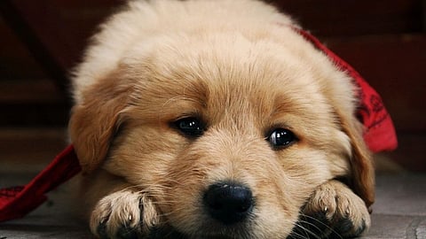 Dog Beaten In Pune