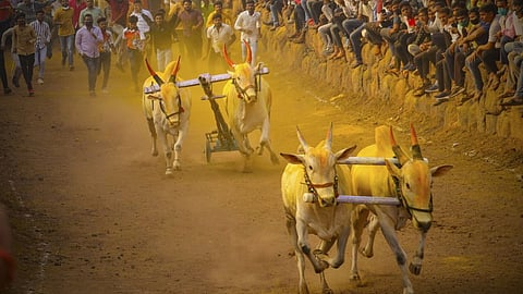 Supreme Court on Bailgada Sharyat
