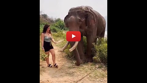 Elephant Viral Video