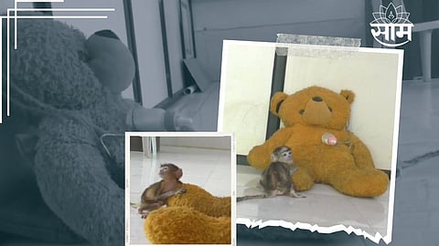 Wardha Monkey News