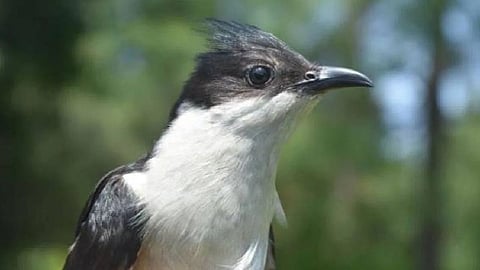 Chatak Bird, Sangli