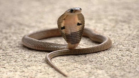 Dhule News Snake Bite