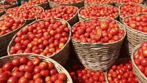 Tomato Price, Hingoli, Amravati, Nashik