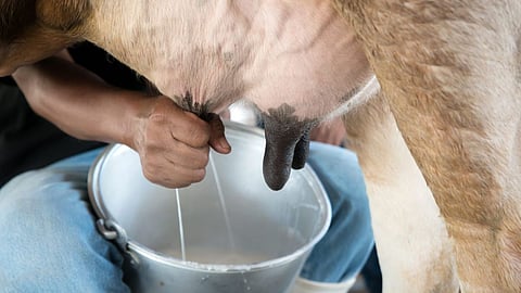 Cow & Buffalo Milk Production