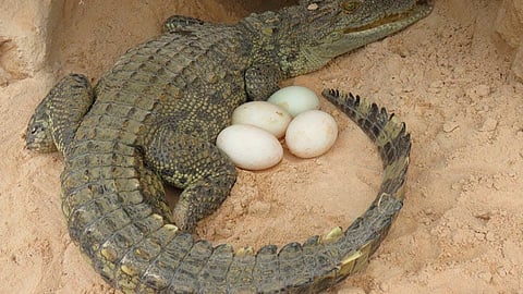 Crocodile Pregnant