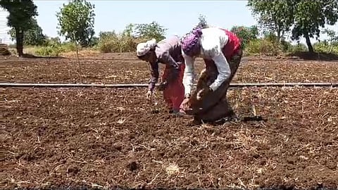 Cotton Cultivation