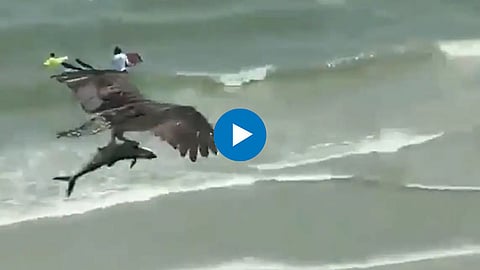 Bird Flying With Shark in Claws