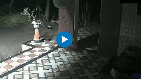 Leopard Vs Dog Video