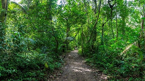 Maval News Jungle Safari