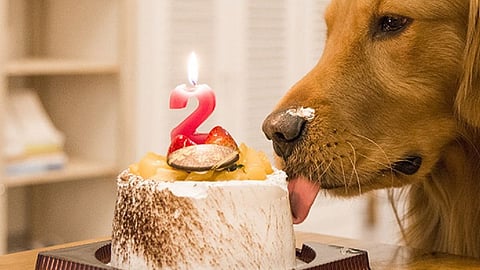 Dog Birthday Party