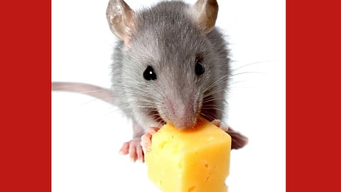 rat in tuljabhavani mandir tuljapur