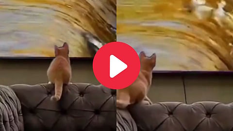 Cat Viral Video