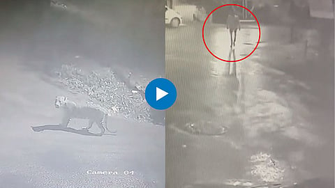 Nashik Leopard Attack News
