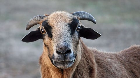 sheep , pandharpur