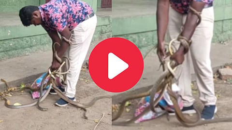 Snake Viral Video