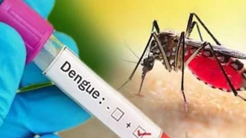 Dengue Viral