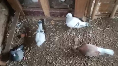 Pigeons Theft in Pune