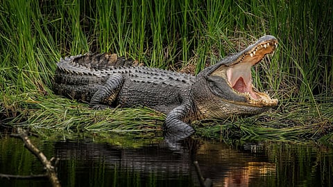 ratnagiri, chiplun, crocodile, kokan rain